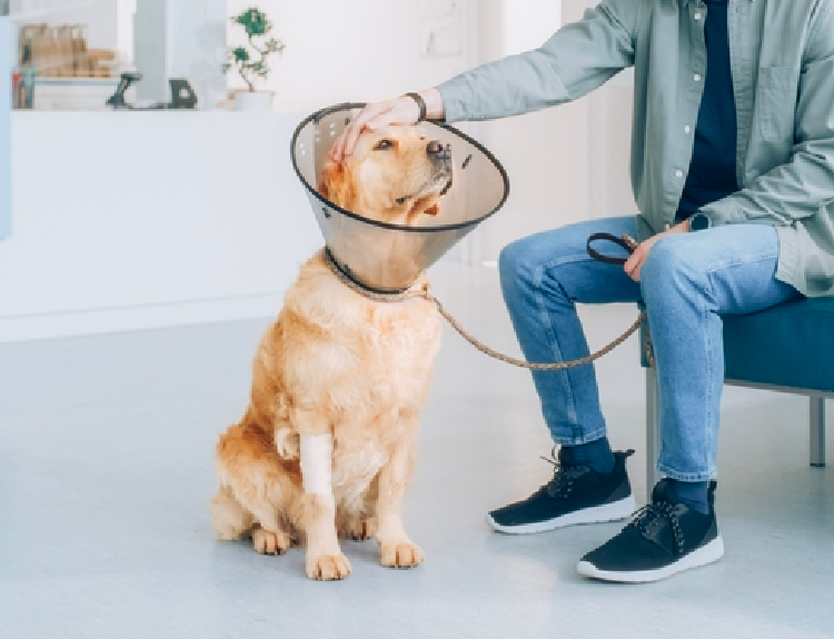 Consulta perro golden el la veterinaria Mesa de trabajo 1