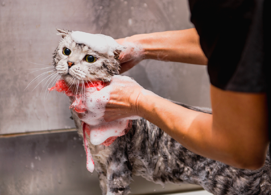 Nuestro servicio de peluquería canina y felina. 3 gato grooming Mesa de trabajo 1