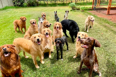 perros guarderia Mesa de trabajo 1