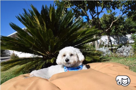 Veterinario cuidando a un perro