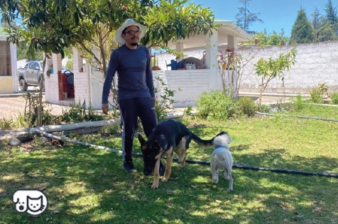 Veterinario cuidando a un perro